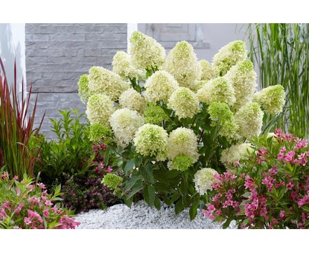 Гортензия метельчатая (Hydrangea paniculata SkyFall) Р9 