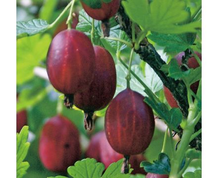 Крыжовник Грушенька Р9 