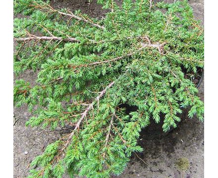 Можжевельник обыкновенный Гринмантл С2  20-30см