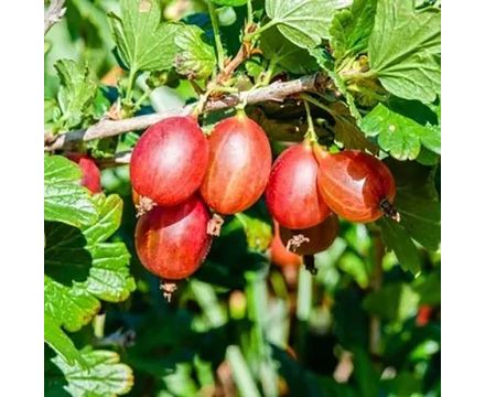 Крыжовник Машека 1-летка (горшок 2л) 