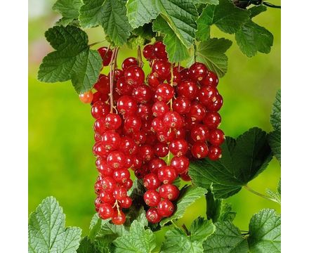 Смородина красная Константиновская (горшок 2л)