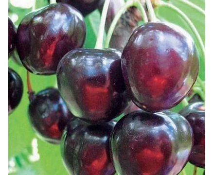 Черешня Речица 1-летка (горшок 7л) 
