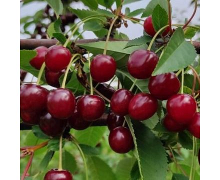Вишня Ливенская (горшок 5л)