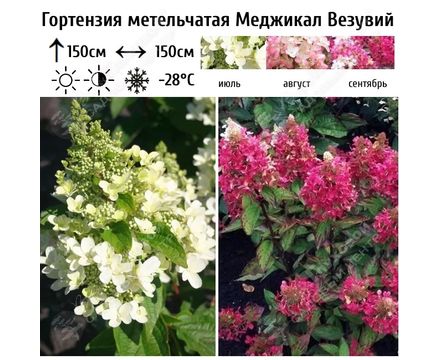Гортензия метельчатая Мэджикал Везувио (горшок 4л) 