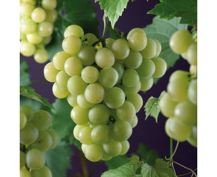 Виноград плодовый Супага с2-с3 