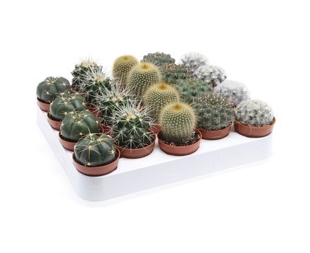 Кактус эксклюзив микс (D-5)  