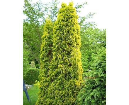Туя западная Малониана Аурея С2