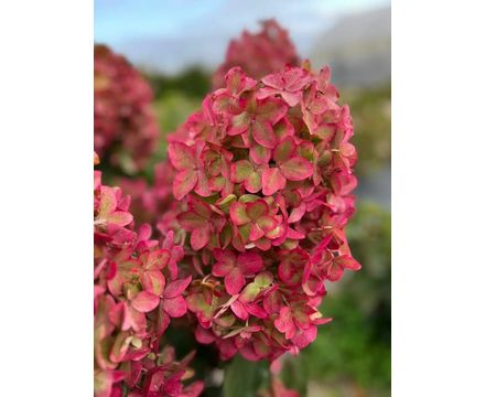 Гортензия метельчатая (Hydrangea paniculata Metallica) С5 