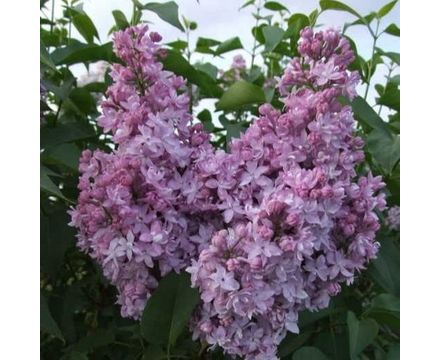 Сирень обыкновенная Серебряные звезды С3
