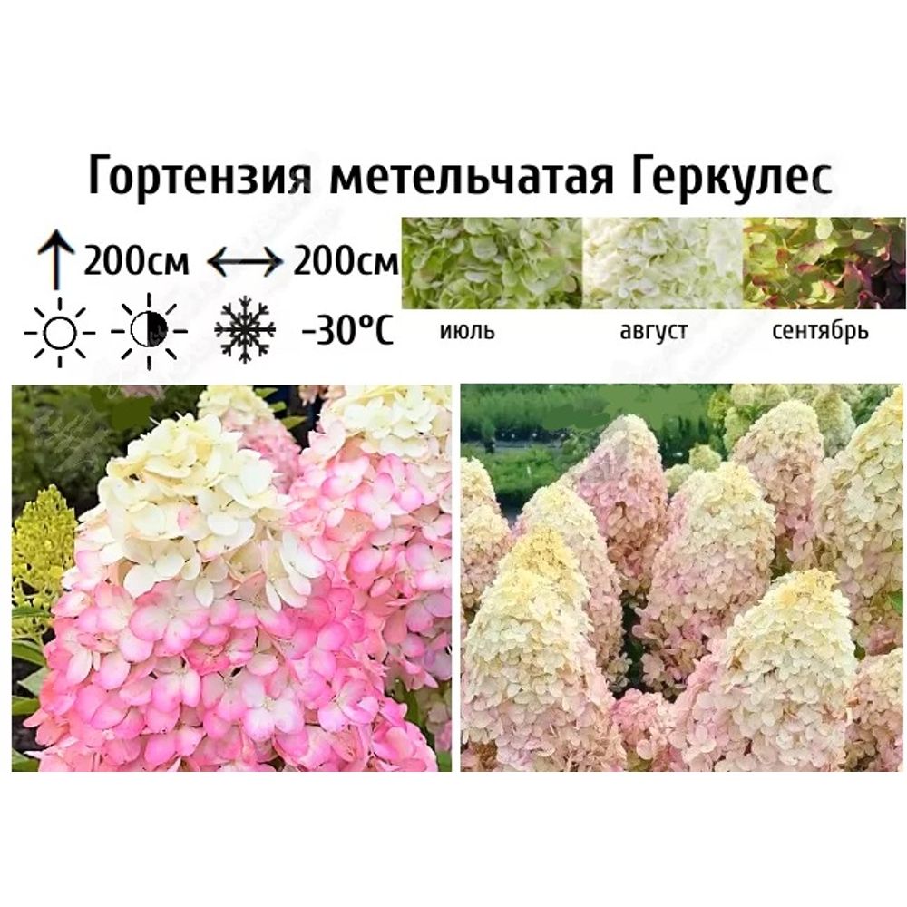 Гортензия метельчатая Геркулес С5 