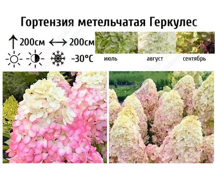 Гортензия метельчатая Геркулес С5 