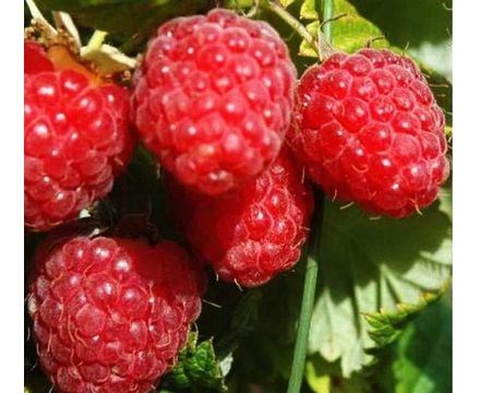 Малина Бирюсинка бесшипная (горшок 1л)