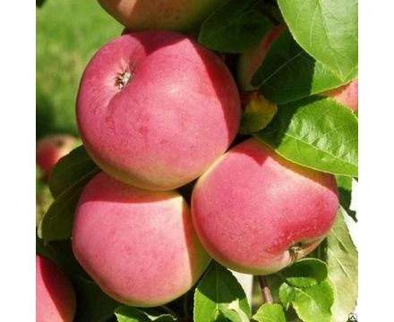 Яблоня Мельба 1-летка (горшок 5л)