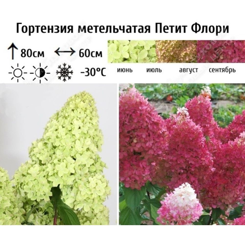 Гортензия метельчатая Петит Флори С5 