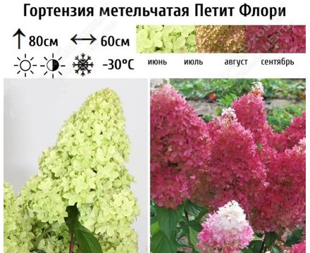 Гортензия метельчатая Петит Флори С5 