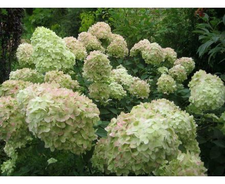 Гортензия метельчатая (Hydrangea paniculata Living Creations Summer Breeze) С5 
