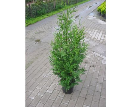 Туя западная Брабант С7 90-100см