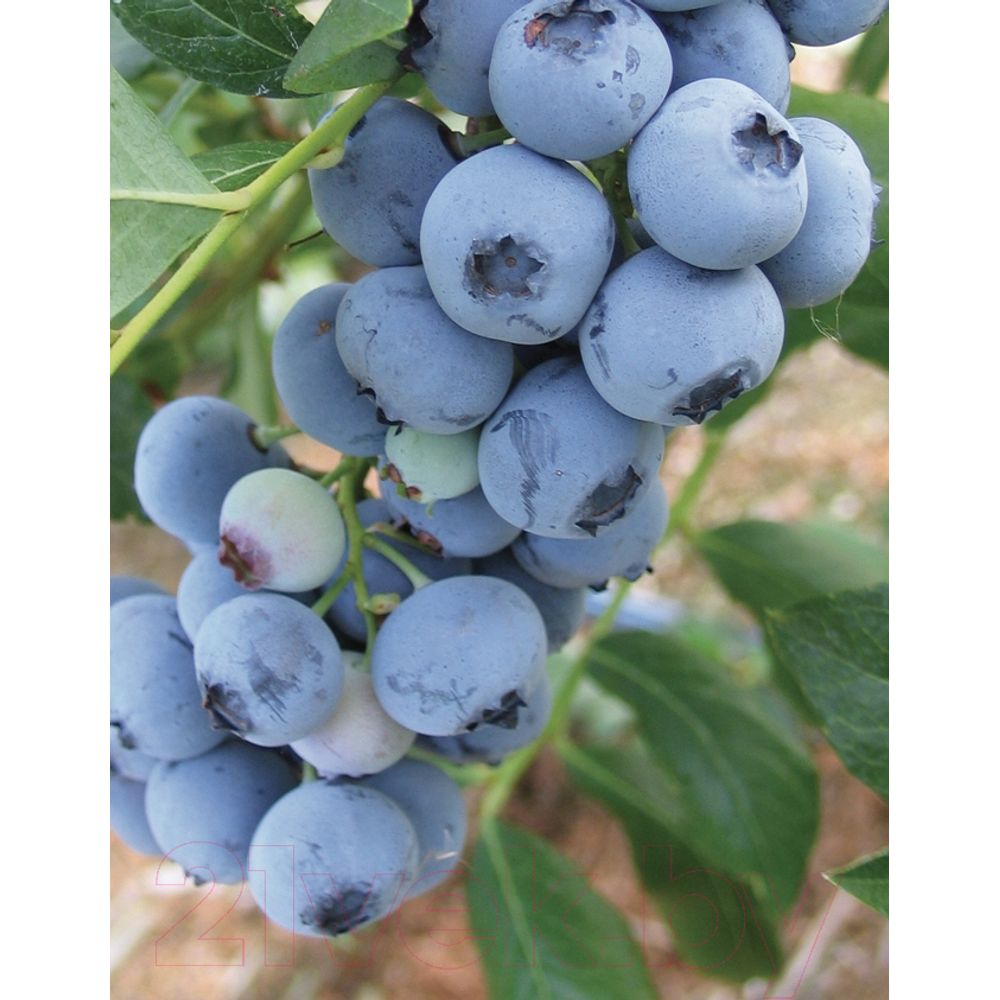 Голубика Bluecrop (Блюкроп) (мешок 50л) 