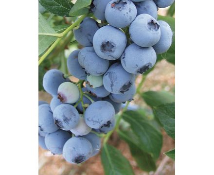 Голубика Bluecrop (Блюкроп) (мешок 50л) 
