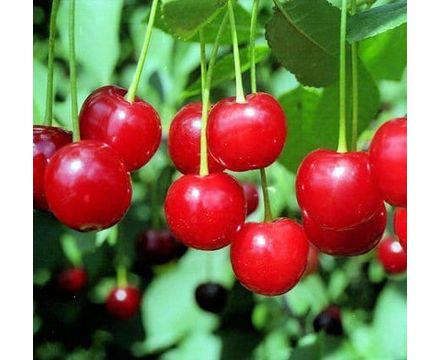 Вишня Любская 1-летка ОКС 