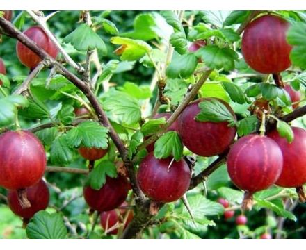 Крыжовник Американский красный 1-х летка (горшок 5л)