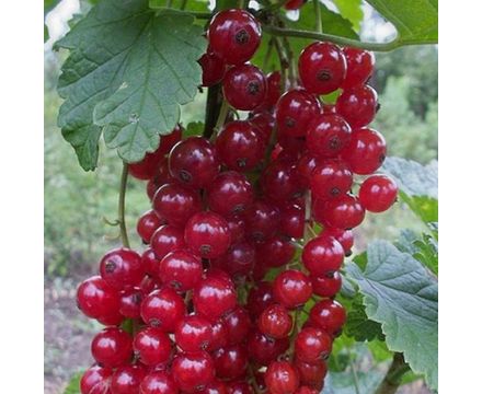 Смородина красная Памятная 1 летка (горшок 2л)