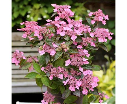 Гортензия пильчатая (Hydrangea serrata Avelroz) С3 
