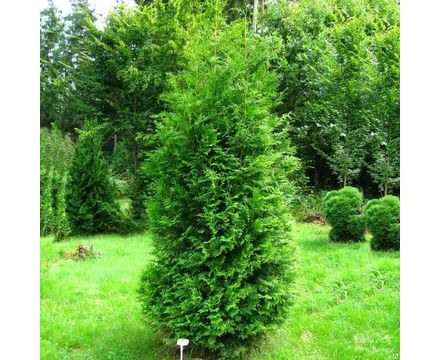 Туя западная Брабант С25 160-180 см 