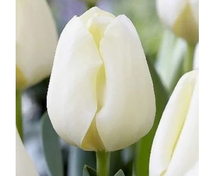 Тюльпан триумф Буффало 12+ 1шт 