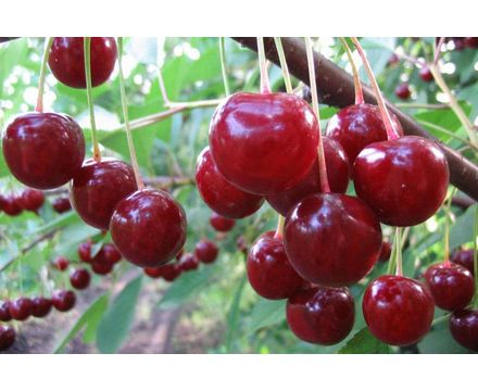 Вишня Десерная Морозовой 1 летка ОКС