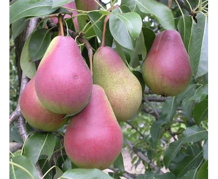 Груша Ника 1-летка ОКС