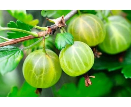Крыжовник горшок 2л