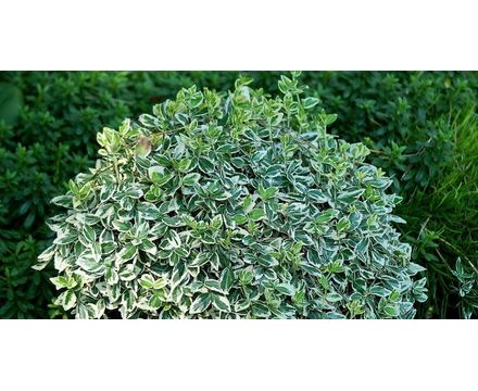 Бересклет Форчуна Эмеральд Гаети 20-40см С1