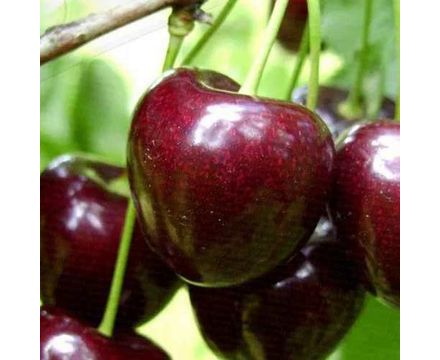 Черешня Россошанская крупная с4