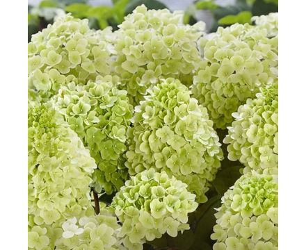 Гортензия метельчатая (Hydrangea paniculata Pancetta) С5 
