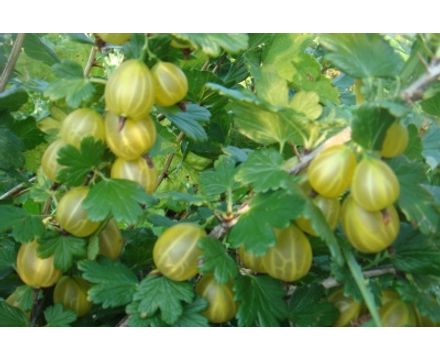 Крыжовник Юбилейный (горшок 2л)