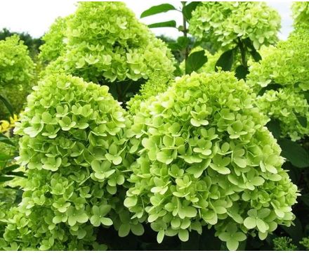 Гортензия метельчатая (Hydrangea paniculata Mojito) С5 
