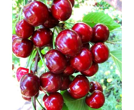 Черешня Тютчевка 2-х летка С5 