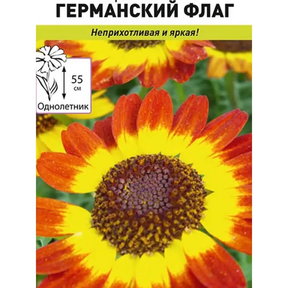 Цветы Хризантема Германский флаг  50шт Русский Огород
