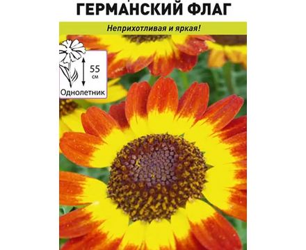 Цветы Хризантема Германский флаг  50шт Русский Огород