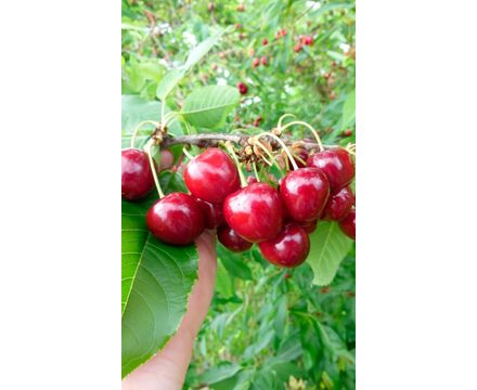 Черешня Память Астахова (горшок 5л)