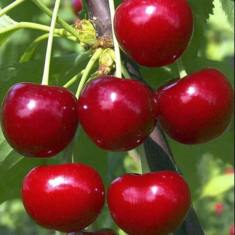 Дюк Краса Севера С7 