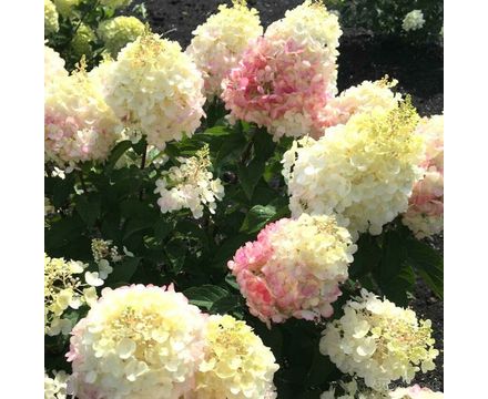Гортензия метельчатая (Hydrangea paniculata Living Creations Little Blossom) С3 