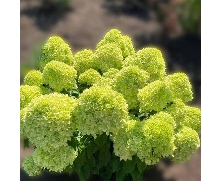 Гортензия метельчатая (Hydrangea paniculata Living Creations Little Apple) Р9 