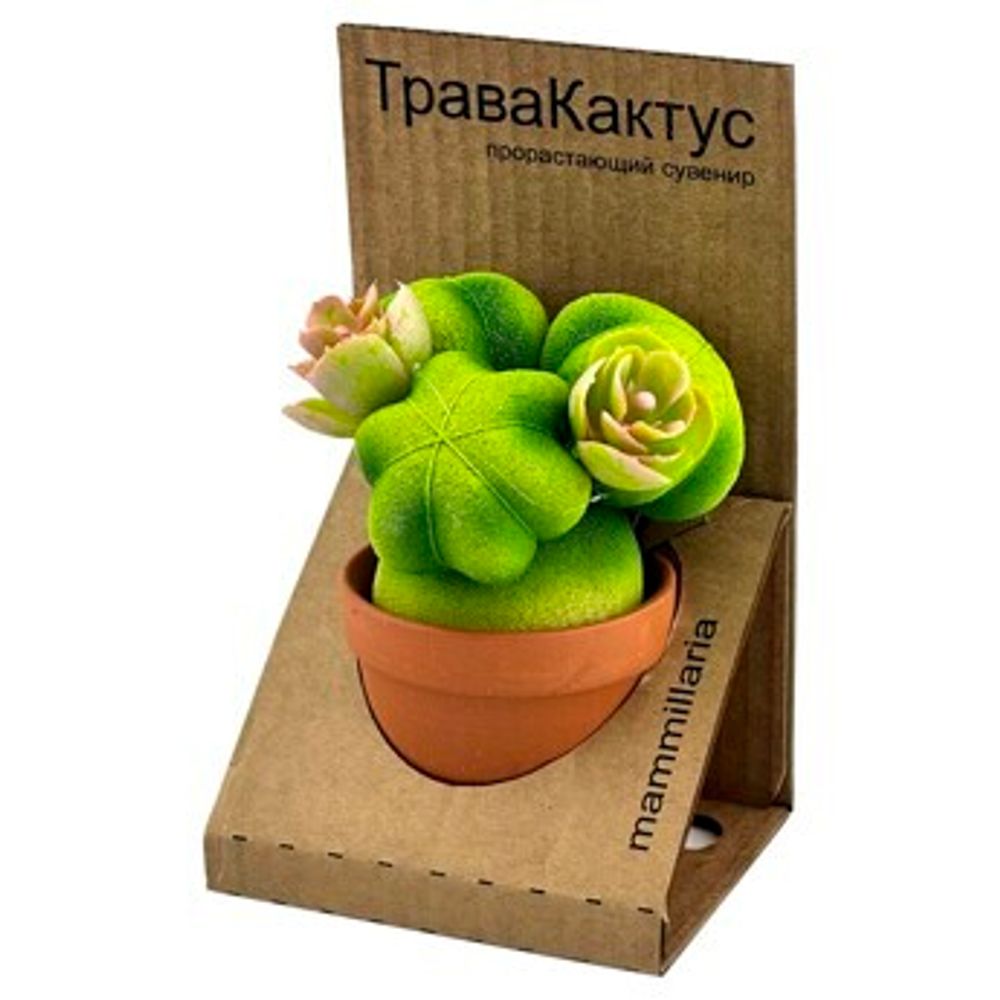 ТраваКактус Маммиллярия зеленый