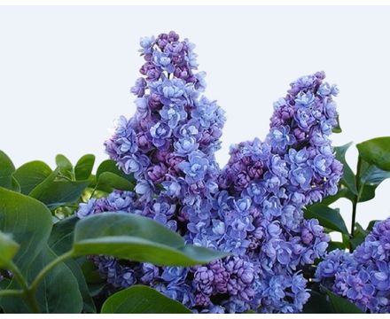 Сирень обыкновенная Ами Шотт С3 