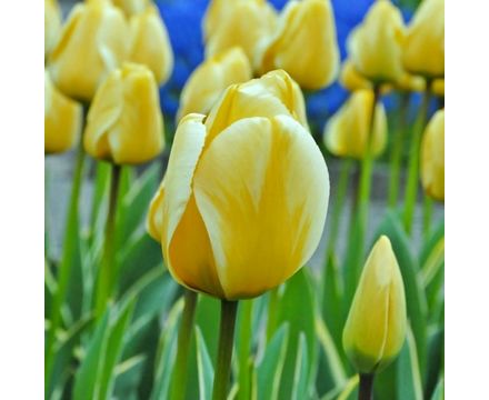 Тюльпан дарвинов гибрид Яап Грот 12+  1шт 