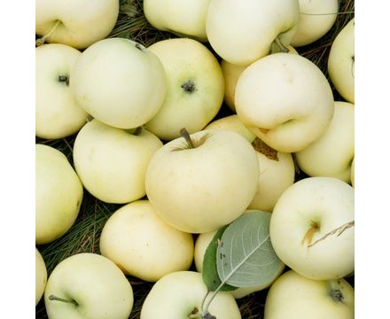 Яблоня Белый Налив 3-х летка С5 