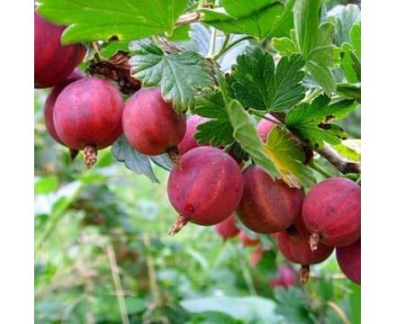 Крыжовник Славянский 1-х летка (горшок 3л)