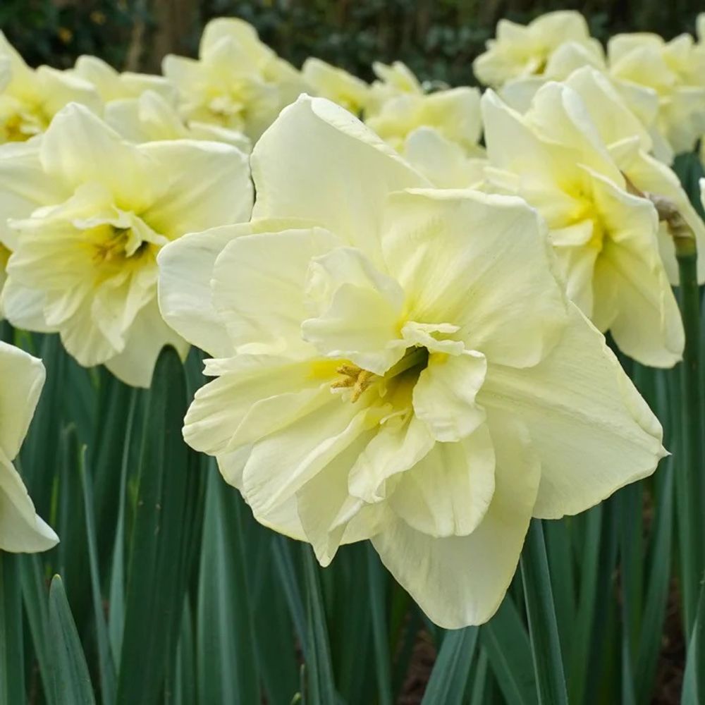 Нарцисс орхидный Дансинг Мунлайт 14/16 (уп-3шт) ФГ